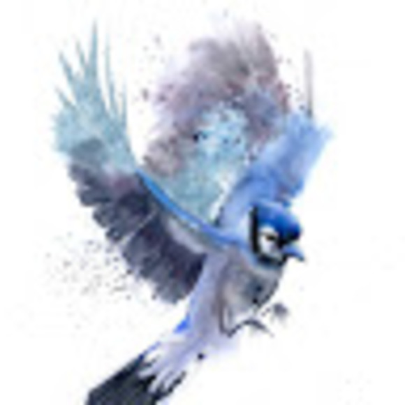 bluejay477